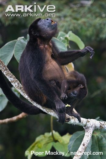 black-howler-monkey-eating-carrying-young.jpg