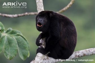 black-howler-monkey-male-howling