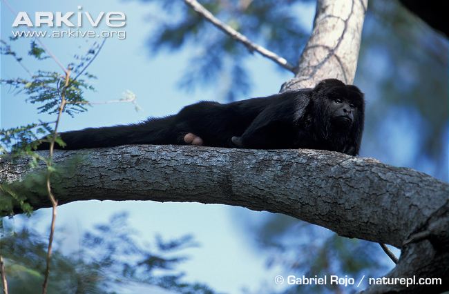 Primate of the Week: Howler Monkeys