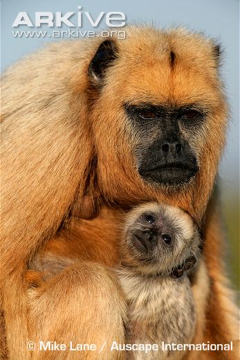 black-howler-monkey-with-infant
