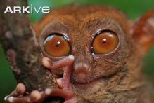 Close-up-of-a-Philippine-tarsier.jpg