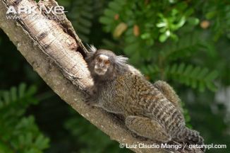 common-marmoset-on-trunk-of-cecropia-tree-dorsal-view.jpg
