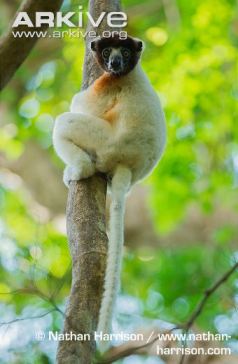 crowned-sifaka-on-tree-trunk