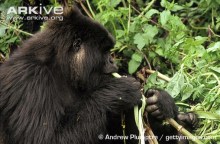 Female-mountain-gorilla-eating-celery.jpg