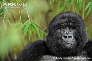 Female-mountain-gorilla