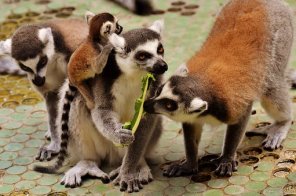 lemur-2228994__340.jpg