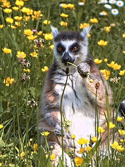 Female Dominance and Ring-tailed lemurs