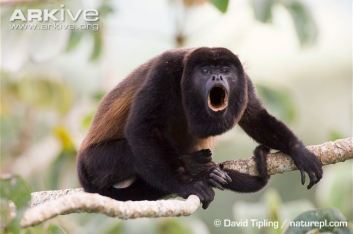 Male-mantled-howler-monkey-howling