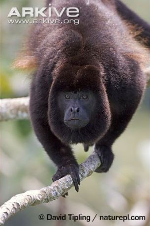 Male-mantled-howler-monkey-on-branch-head-profile
