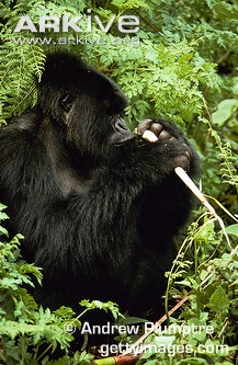 Mountain-gorilla-eating-bamboo-shoot.jpg