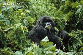 Mountain-gorilla-in-foliage-eating-leaves