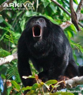 Red-handed-howler-monkey-vocalising