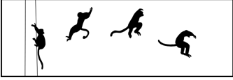 Primates and Vertical Clinging and Leaping