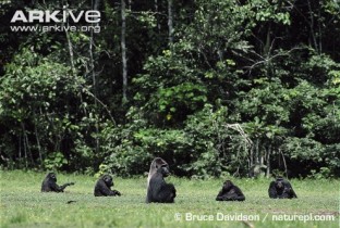 Western-lowland-gorillas-wading-through-swamp.jpg