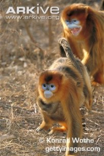 Female-golden-snub-nosed-monkey-carrying-infant.jpg