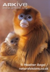 Female-golden-snub-nosed-monkey-with-infant