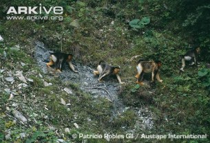 Golden-snub-nosed-monkeys-moving-along-ground-in-procession.jpg