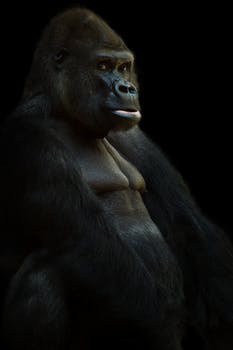 gorilla-silverback-ape-animal-39338