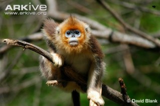 Juvenile-golden-snub-nosed-monkey-on-branch.jpg