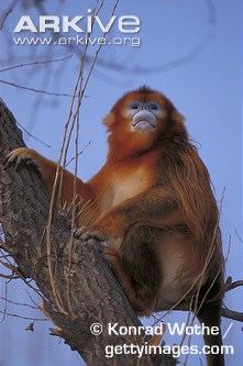 Male-golden-snub-nosed-monkey-in-tree