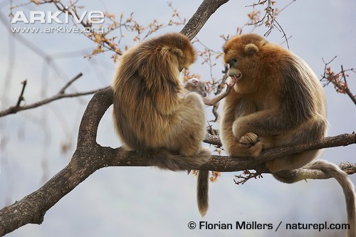 Primate of the Week: The Golden Snub-Nosed Monkey
